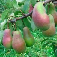 Саженец Груша Парижанка